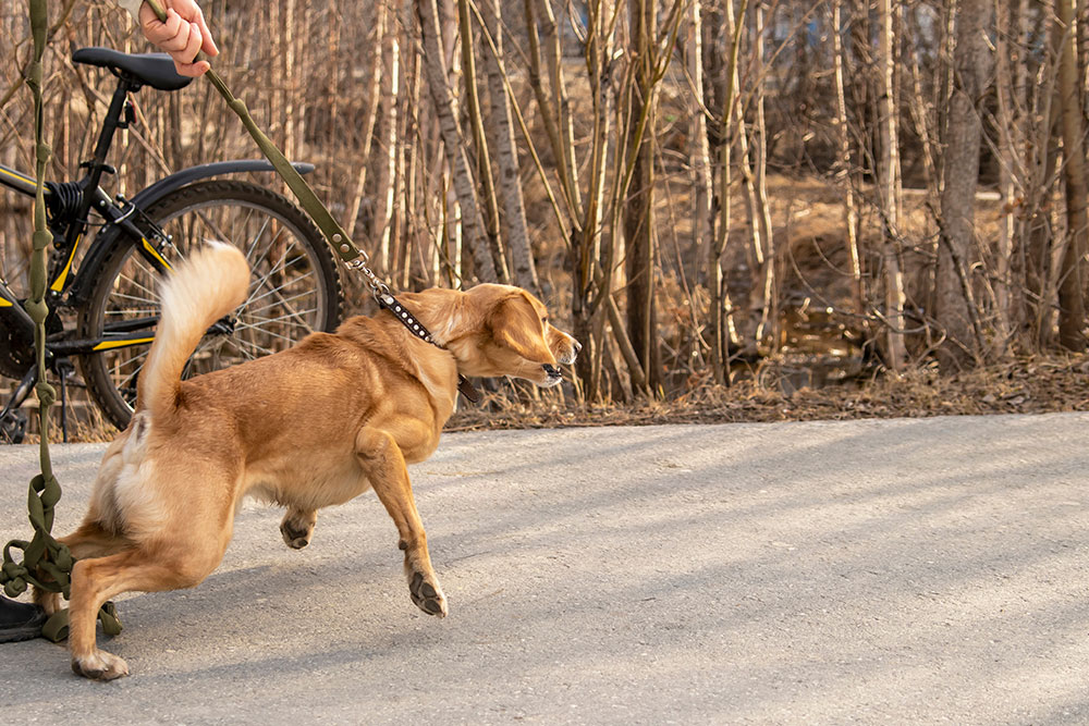 A medium-sized tan dog pulls aggressively on a green leash held by an owner on a paved path, showing reactive behavior near a bicycle and wooded area.