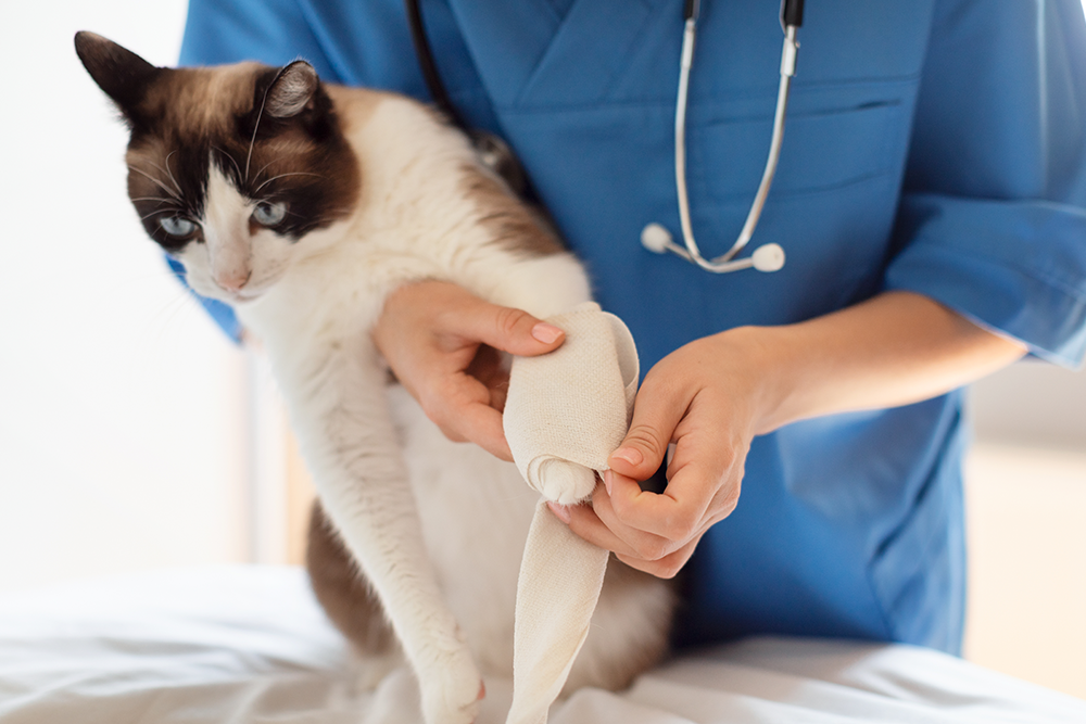 A veterinarian in blue scrubs wraps a bandage around the front leg of a white and brown cat, who appears to be held gently during the treatment.