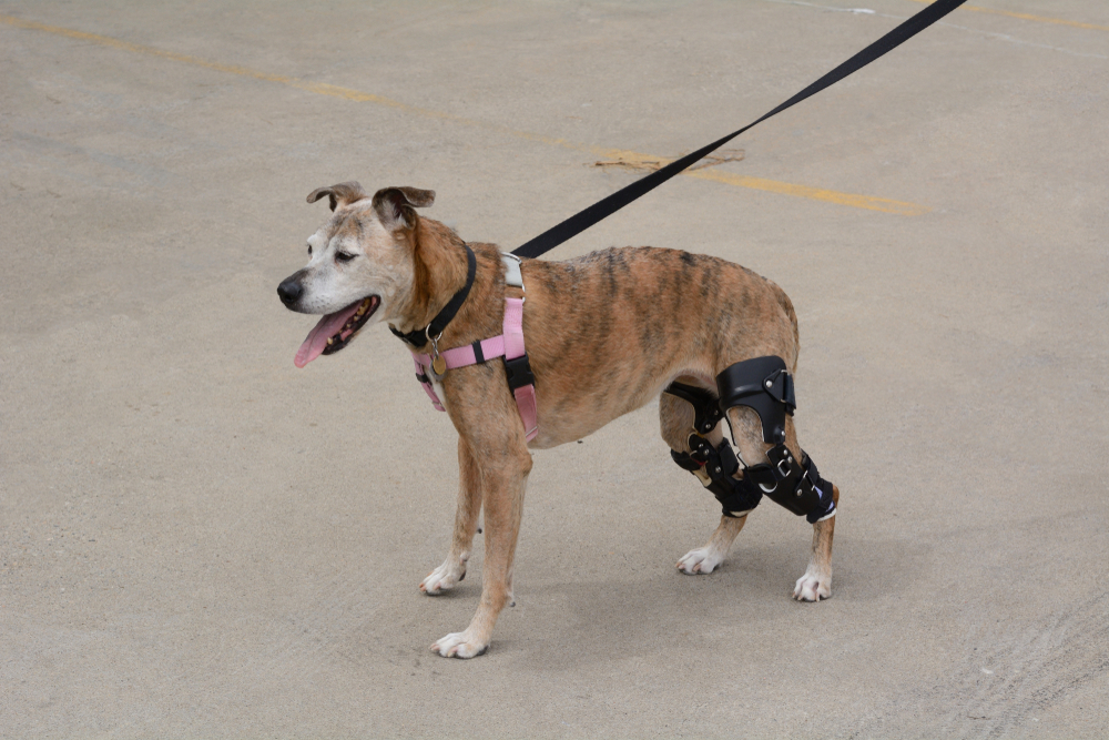 Veterinarian assessing a dog with a CCL tear for TPLO surgery, highlighting orthopedic treatment, knee stabilization, and recovery from ligament injuries.