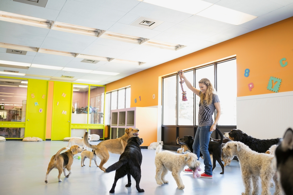 Dogs playing together at a supervised pet daycare facility.